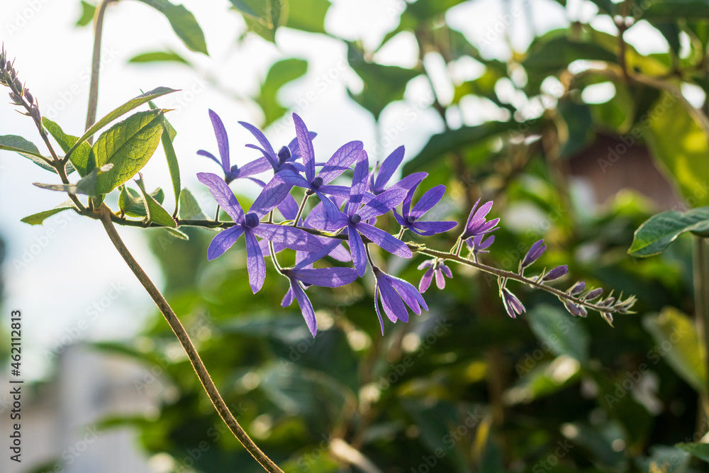 Sandpaper Vine flower