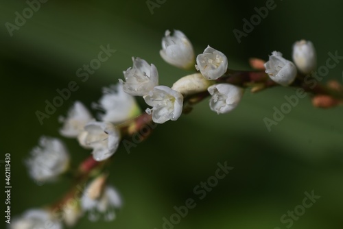 Persicaria japonica flowers. Polygonaceae prennial plants.
The flowering season is from August to October, and it grows in swamps.  photo