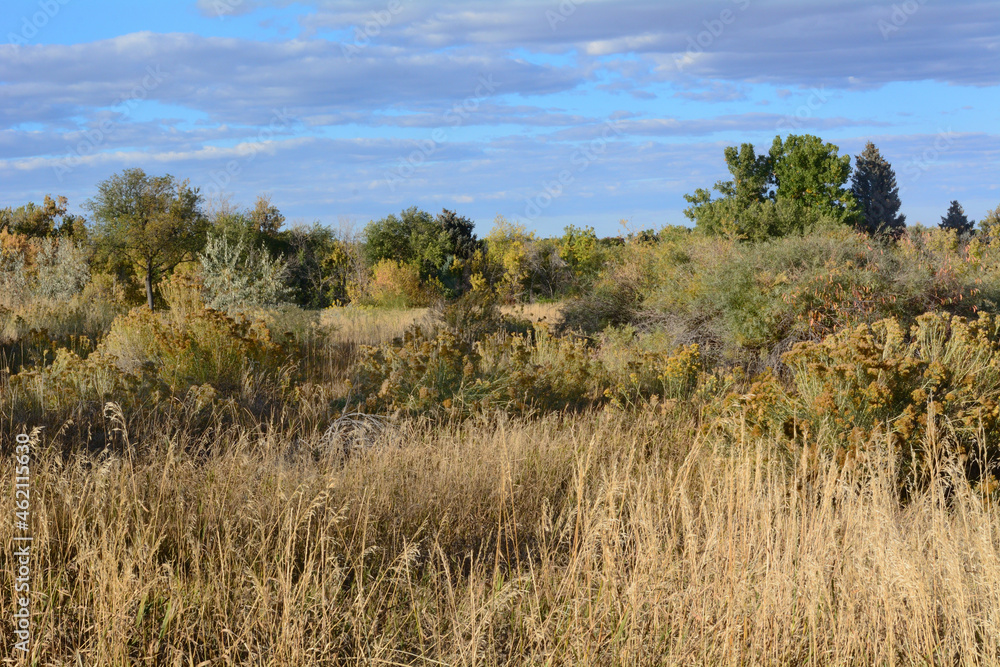 Colorado autumn landscape with trees and dry grasses at Two Ponds National Wildlife Refuge in Arvada