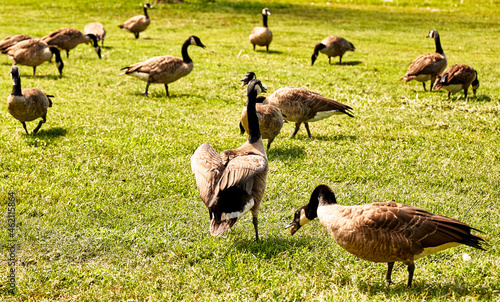 Wild Geese in a Park