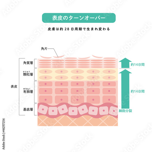 表皮のターンオーバー　皮膚の構造　肌図　美容