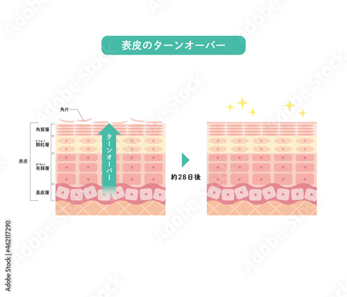 表皮のターンオーバー　皮膚の構造　肌図　美容