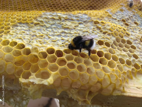 Bumblebee on honeycomb