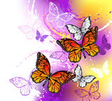 Monarch butterflies on purple background