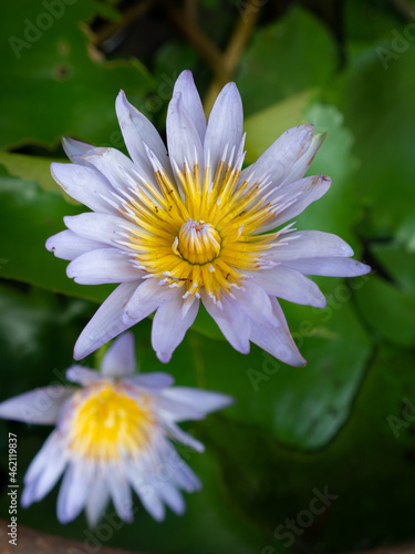 Lotus flower with the ants.