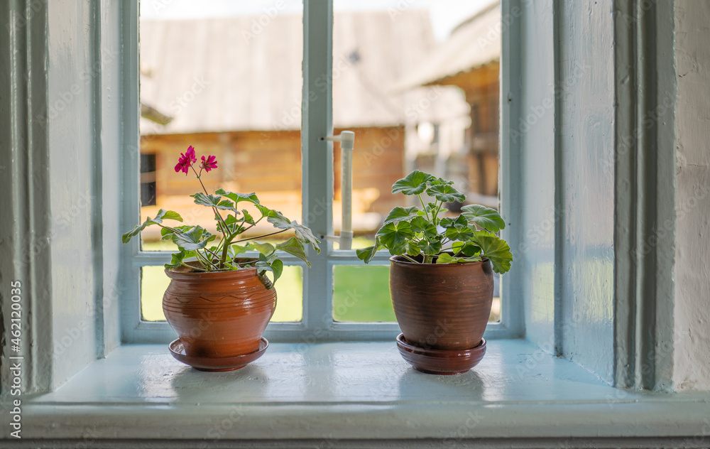 Fototapeta premium plant in pot on the window sill