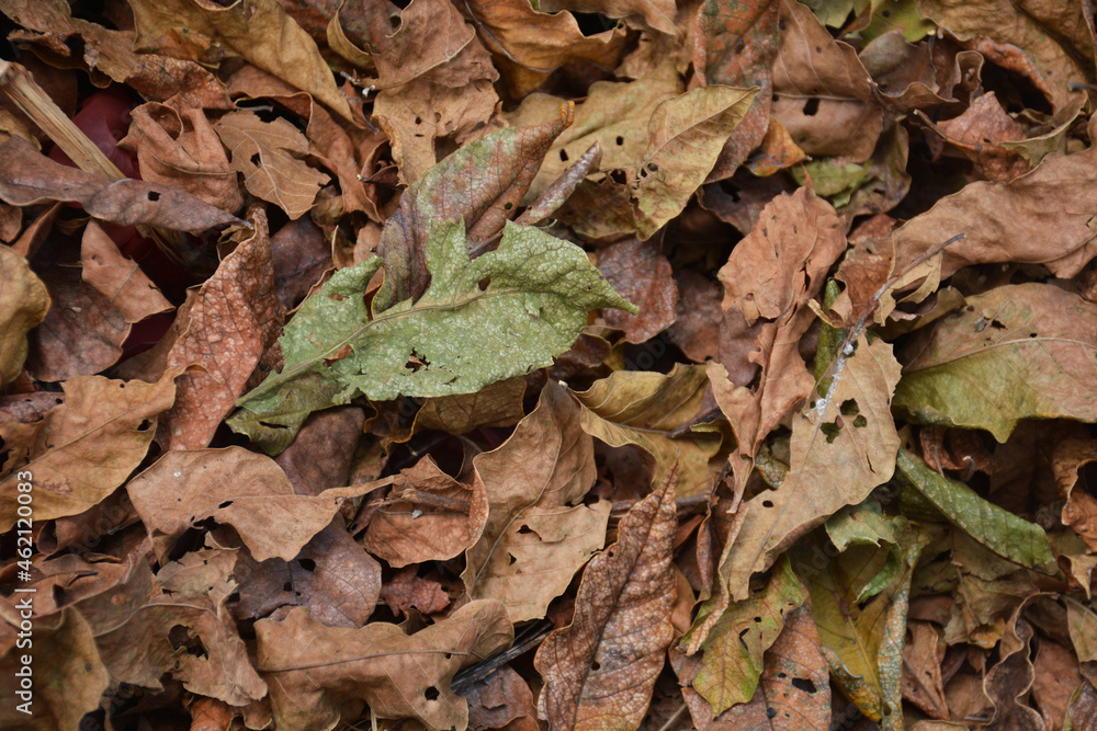 Pile of dry leaves for template or background. Pile of dry leaves for template or background.