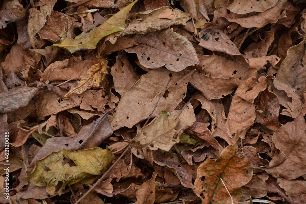 Pile of dry leaves for template or background. Pile of dry leaves for template or background.