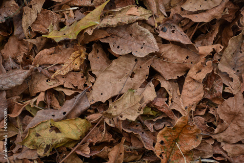 Pile of dry leaves for template or background.