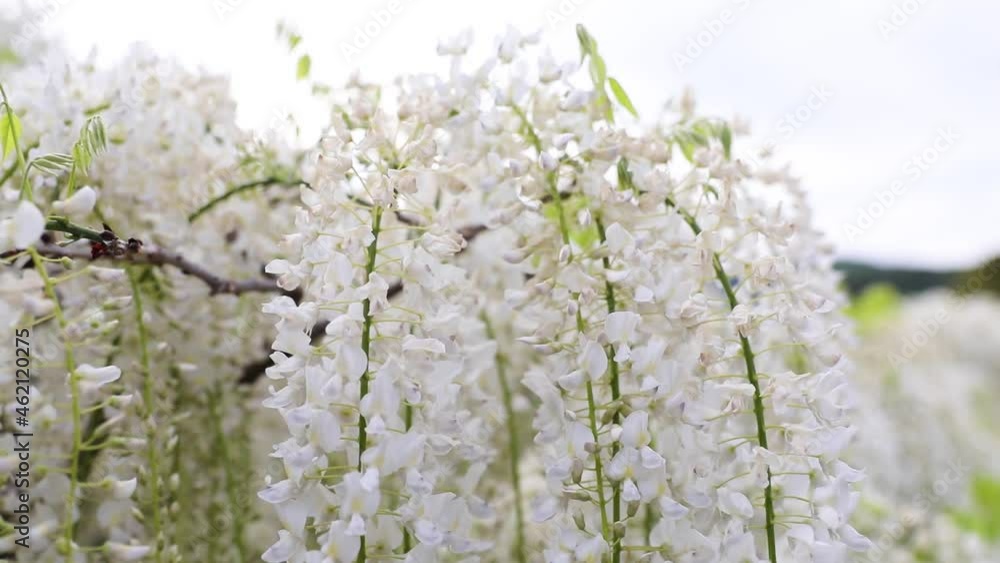 The best view in Ashikaga Flower Park The best view in Ashikaga Flower Park