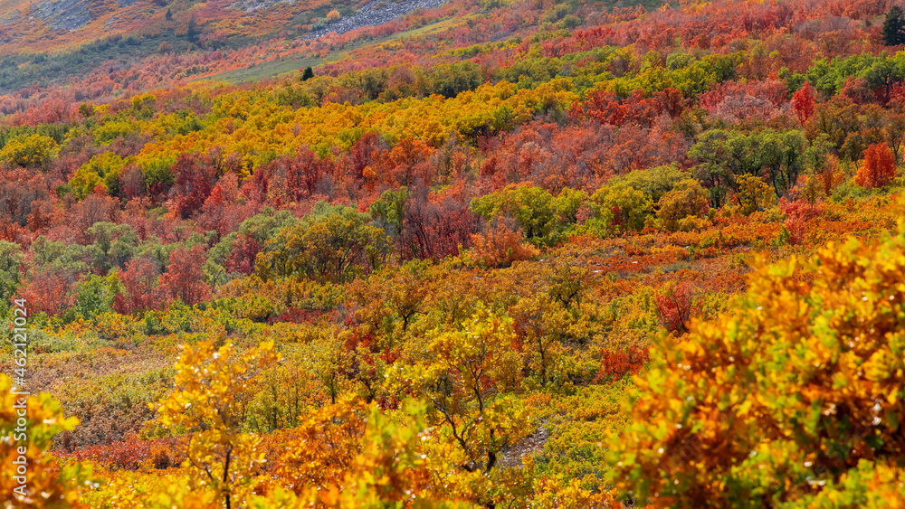 Bright colorful autumn trees on slopes of Mt Ogden at Snow Basin in Utah.
