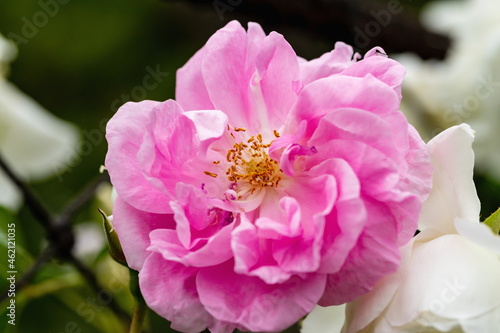 A pink rose flower in the garden