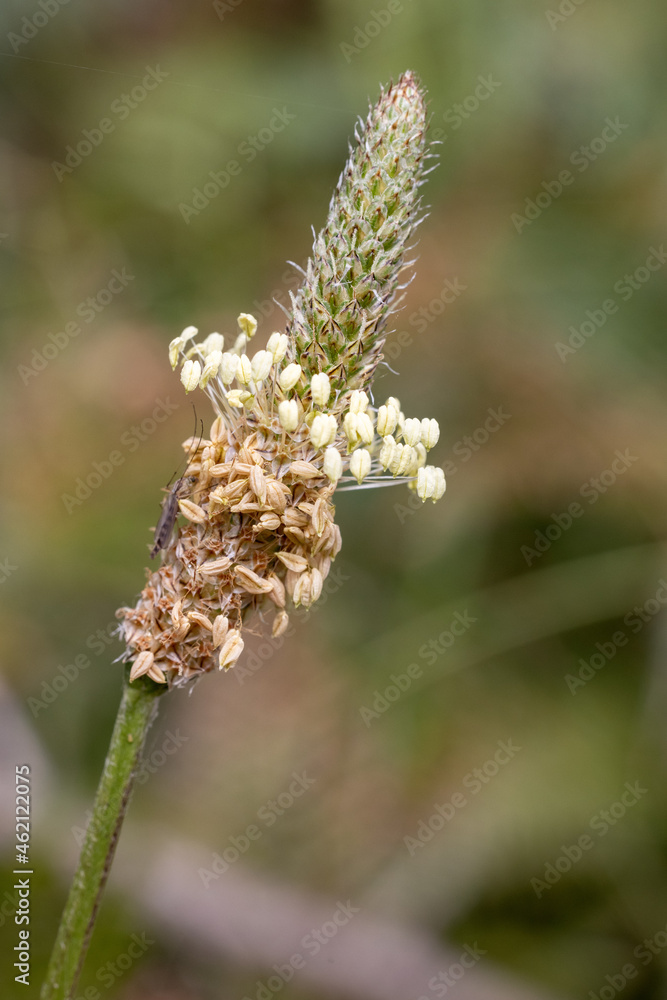 Ribleaf or Ribwort Plantain seed head Ribleaf or Ribwort Plantain seed head