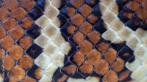 Close up of Australian Centralian Carpet Python photo