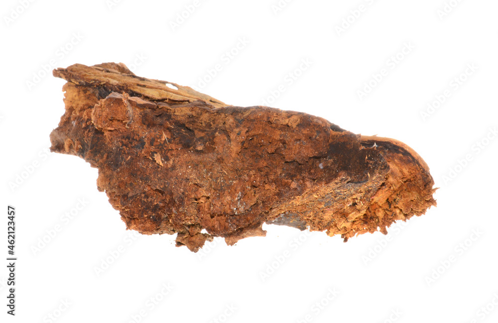 rotten tree isolated on white background rotten tree isolated on white background