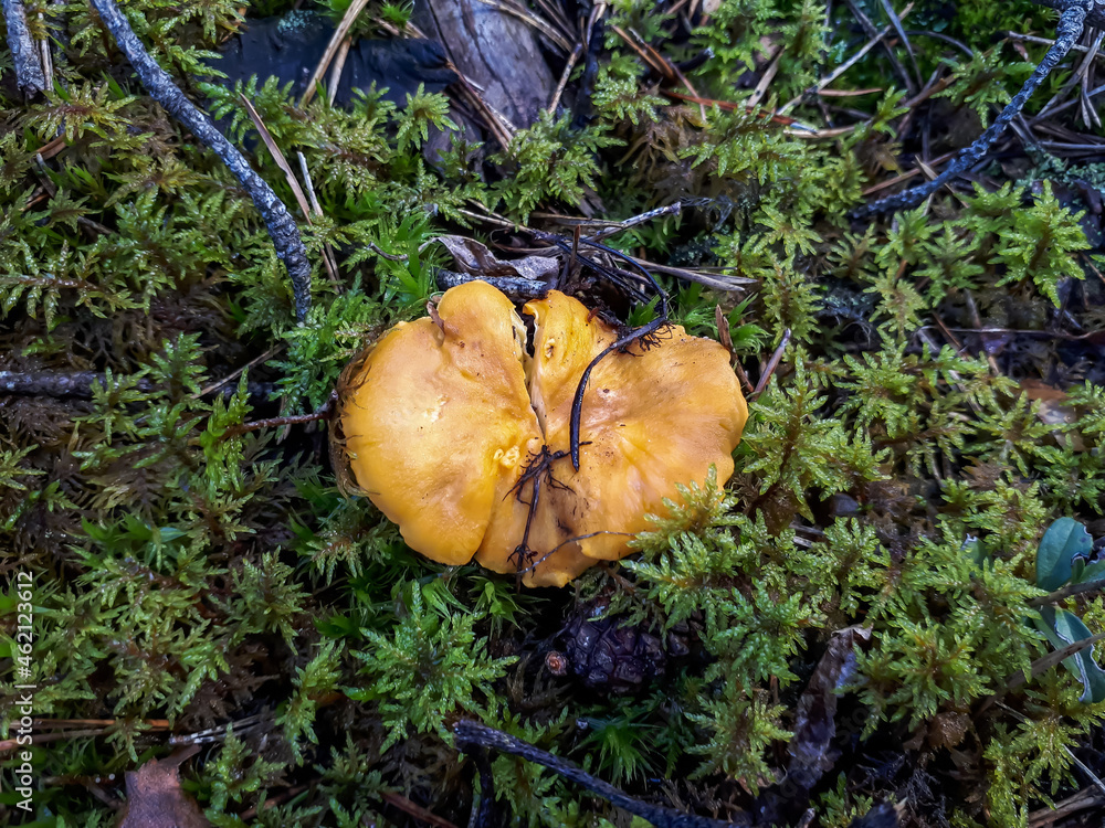 Single, golden chanterelle mushroom growing in the moss in the forest in the autumn on a sunny day Single, golden chanterelle mushroom growing in the moss in the forest in the autumn on a sunny day