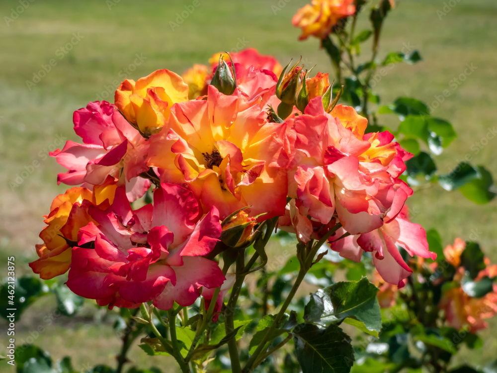 Beautiful rose Bonanza - Yellow and white flowers with orange edges, fading to pink with garden background Beautiful rose Bonanza - Yellow and white flowers with orange edges, fading to pink with garden background