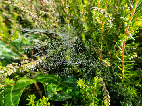 Closeup of beautiful lace of spider web threads covered by small round dew drop in green vegetation