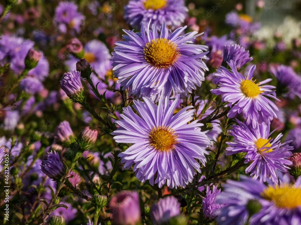 Group of large, powder puff blue daisy-like flowers with yellow eyes Michaelmas daisy or New York Aster (Aster novi-belgii) 'Plenty' blooming in early autumn Group of large, powder puff blue daisy-like flowers with yellow eyes Michaelmas daisy or New York Aster (Aster novi-belgii) 'Plenty' blooming in early autumn