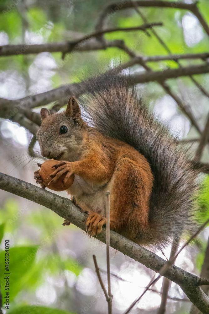 The squirrel with nut sits on tree branches in the summer. The squirrel with nut sits on tree branches in the summer.