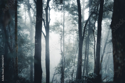 Trees and coffee trees in the foggy forest