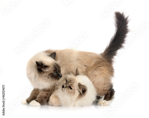 birman cats in studio