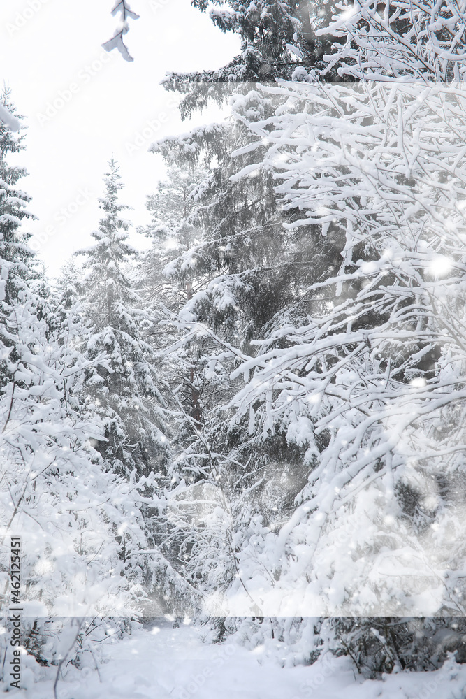 Winter landscape. Forest under the snow. Winter in the park. Winter landscape. Forest under the snow. Winter in the park.
