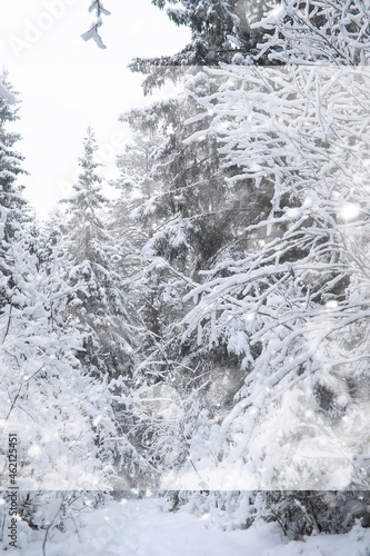 Winter landscape. Forest under the snow. Winter in the park.