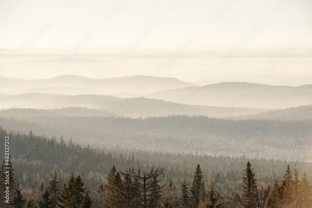 Mountain chains covered with firtree forest on foggy winter morning