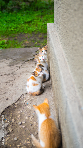 Four red and black kittens sit against a gray concrete wall, close up, copy space, template