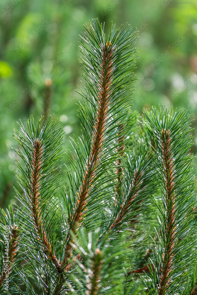 Young green pine trees in sunset light with blured background, coniferous forest. Young green pine trees in sunset light with blured background, coniferous forest.