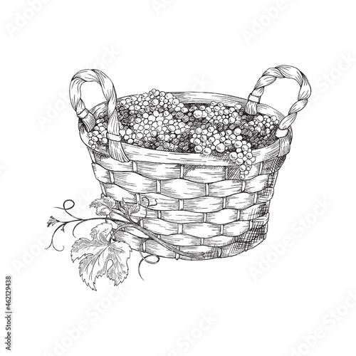 Wicker round basket full of grapes. Vector hand drawn illustration of basket with grapes isolated on white background.