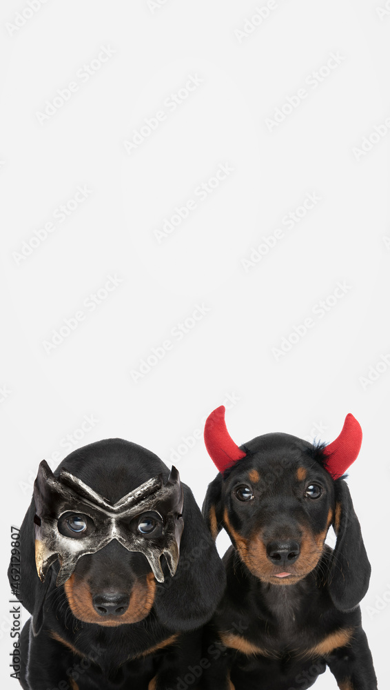two teckel dogs wearing devil horns and a mask