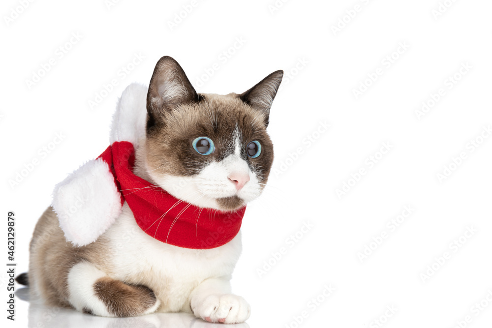 adorable cat with blue eyes wearing red christmas scarf and looking to side