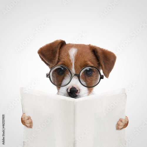 beautiful jack russell terrier dog reading the newspaper