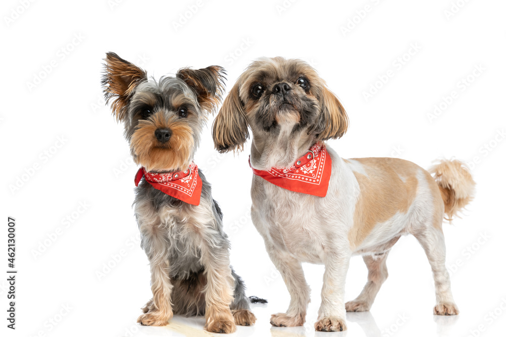 adorable shih tzu and yorkshire terrier puppies wearing red bandana