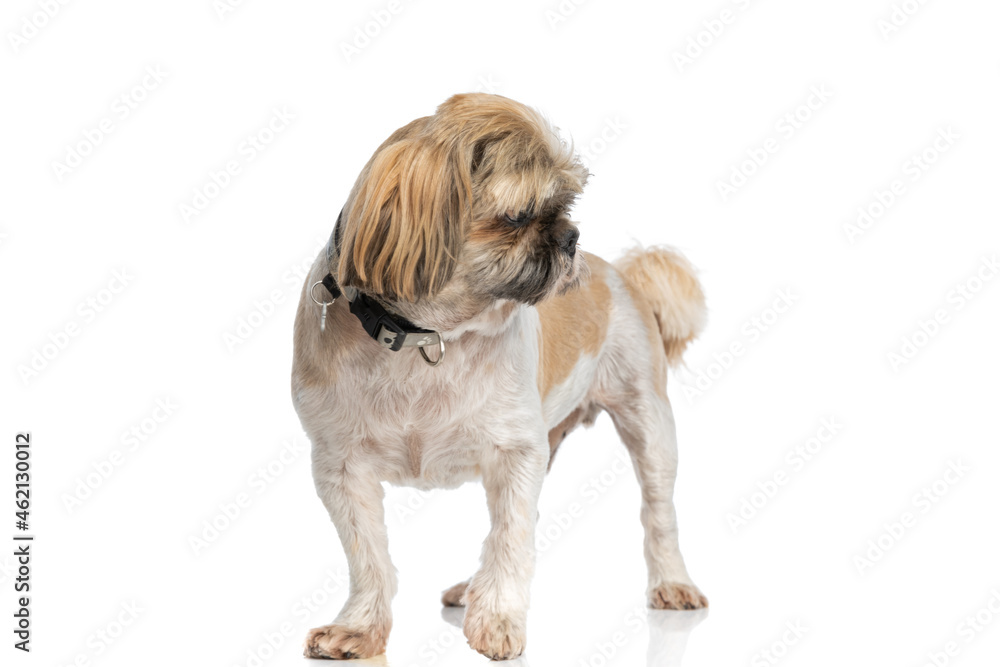 cute small shih tzu doggy with collar curiously looking to side cute small shih tzu doggy with collar curiously looking to side