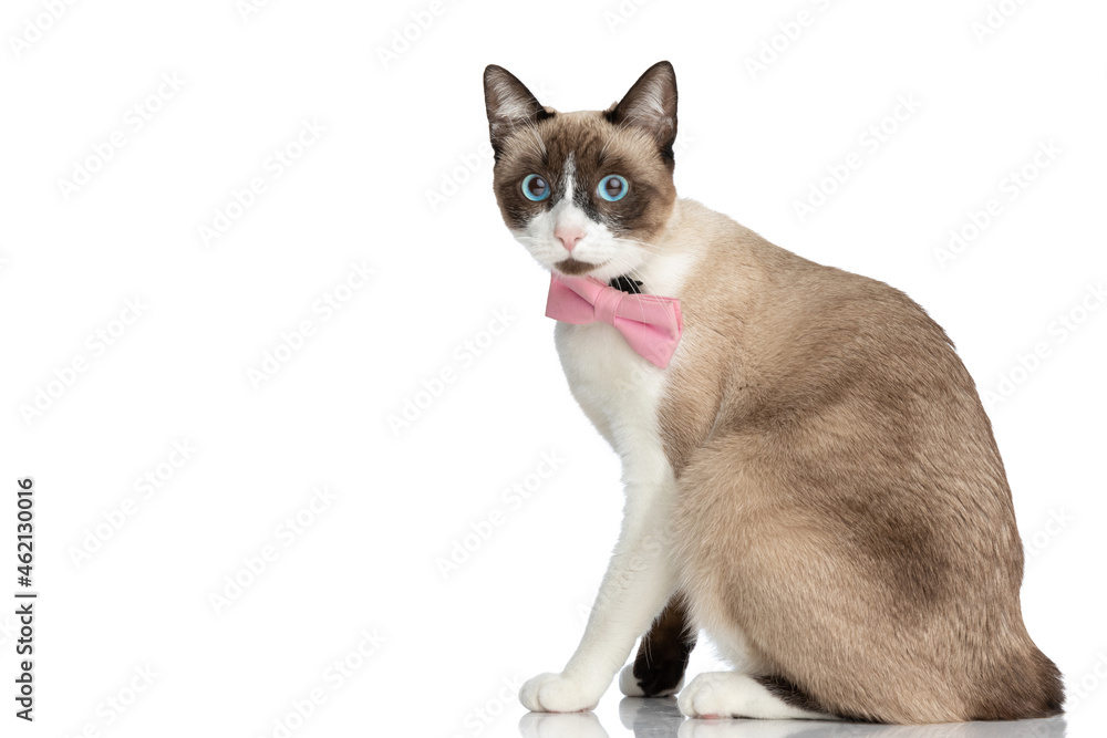 side view of lovely little metis cat with blue eyes wearing pink bowtie