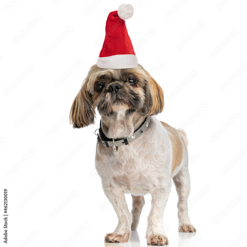 lovely little shih tzu dog wearing collar and christmas hat on white background