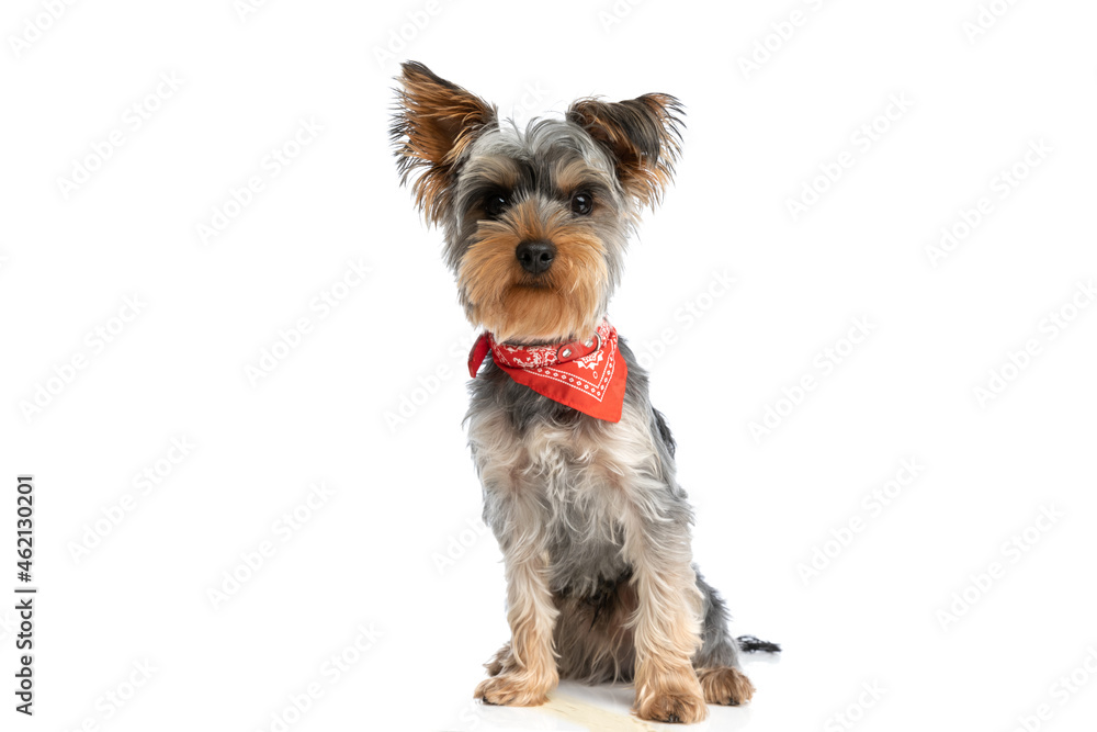 adorable yorkshire terrier puppy wearing red bandana around neck adorable yorkshire terrier puppy wearing red bandana around neck