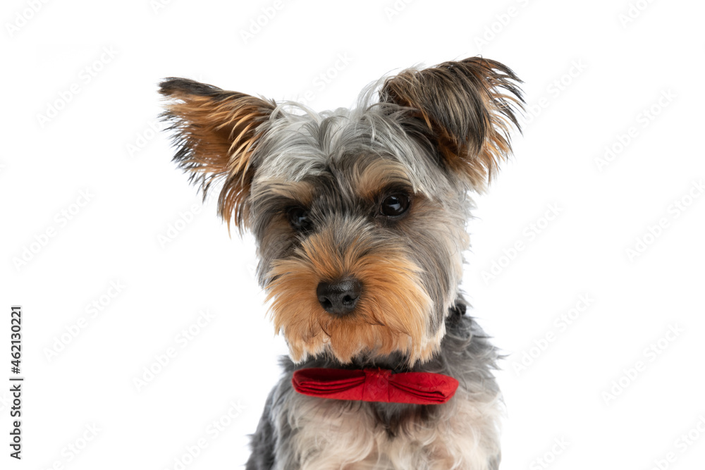 elegant little yorkshire terrier puppy wearing red bowtie and looking away