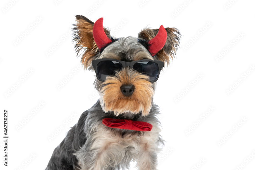 elegant yorkshire terrier puppy wearing bowtie, devil horns and sunglasses
