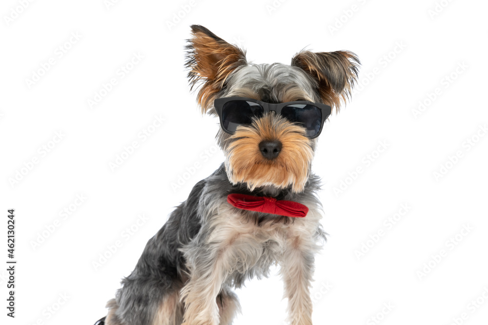 cool yorkshire terrier dog wearing red bowtie and sunglasses cool yorkshire terrier dog wearing red bowtie and sunglasses