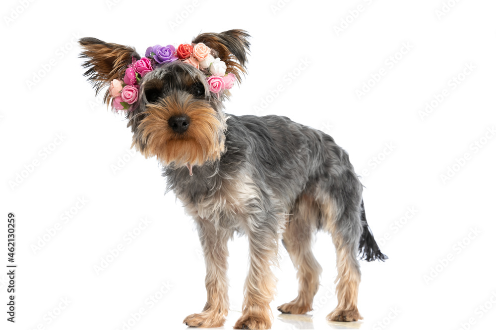side view of adorable little yorkshire terrier wearing flowers headband side view of adorable little yorkshire terrier wearing flowers headband