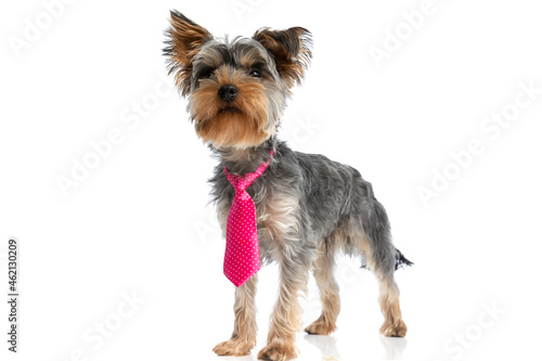 eager little yorkshire terrier puppy wearing pink tie and looking up