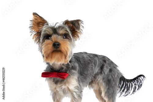 lovely little yorkshire terrier doggy wearing red bowtie and looking up © Viorel Sima