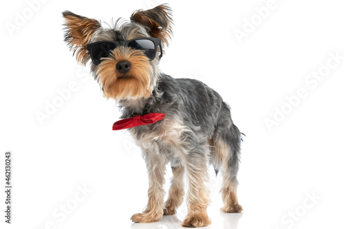 sweet elegant yorkshire terrier dog wearing sunglasses and bowtie