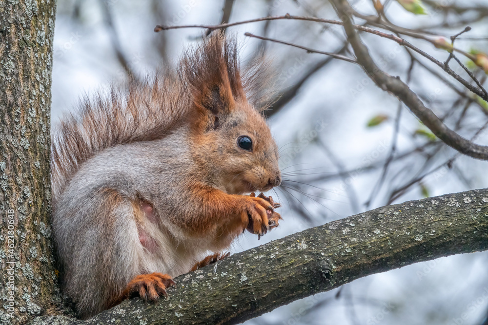 The squirrel with nut sits on a branches in the spring or summer. The squirrel with nut sits on a branches in the spring or summer.