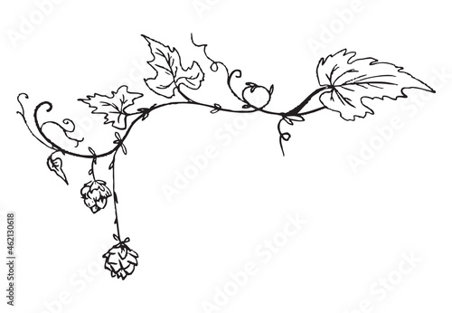 Curled sprig of hops with cones engraving vector illustration isolated.