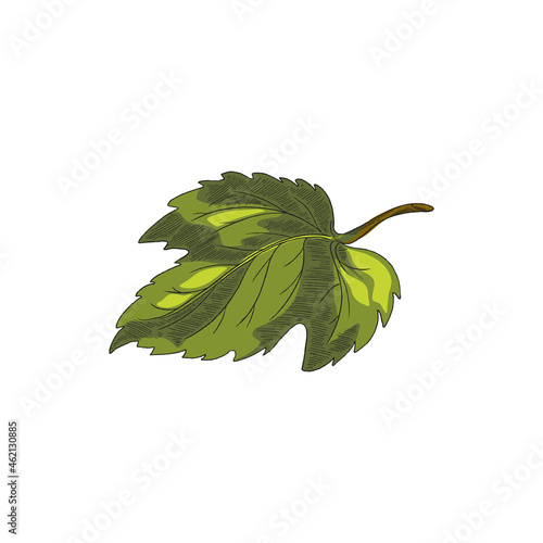 Colored green single leaf of hop plant, engraving vector illustration isolated.